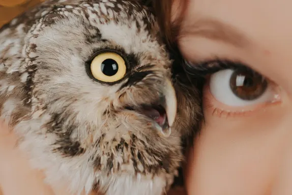 Kaszinó Royal Winner Támogatás